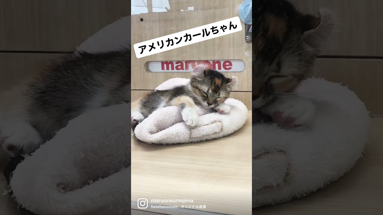 【 アメリカンカール 】おねむな子猫ちゃん♡【 マルワン梅島店 】