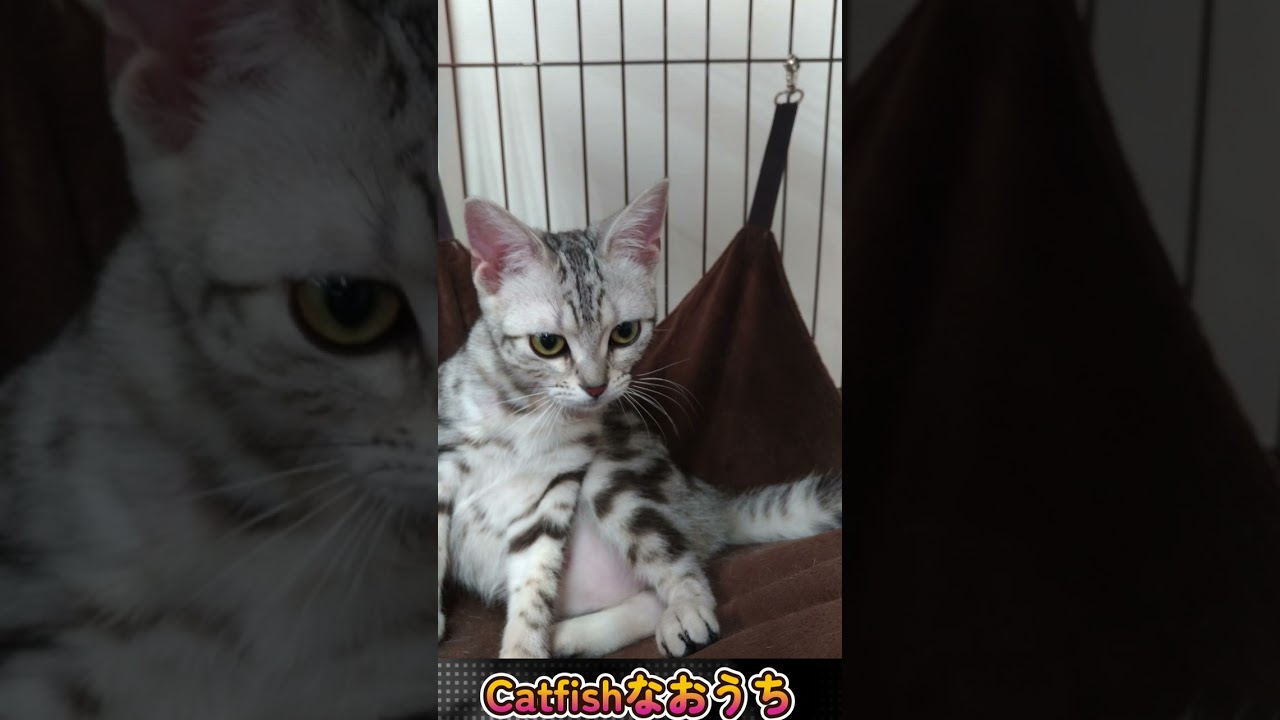 ちっちゃな頃　子猫は正義！　by Madoka