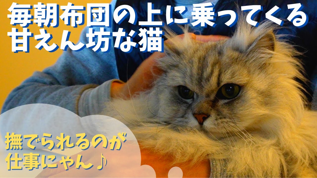 毎朝布団の上に乗ってくる甘えん坊な猫｜ラガマフィンのラガさん