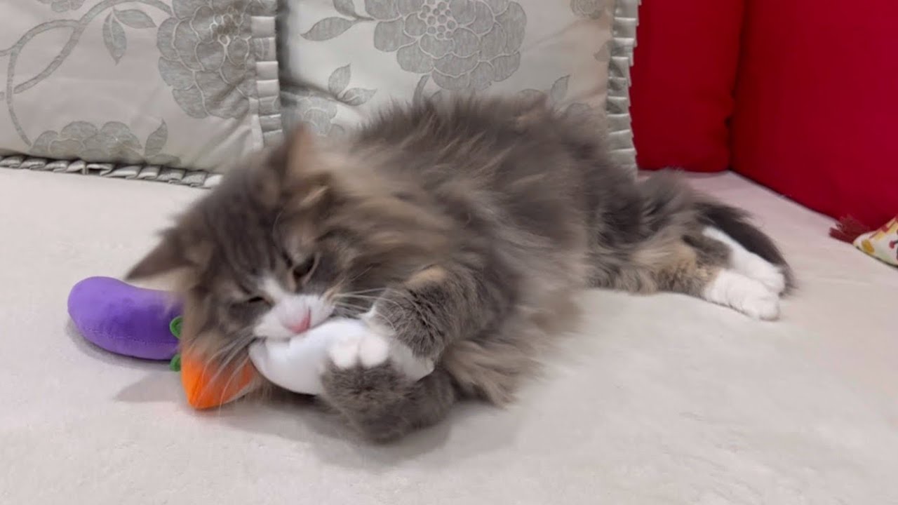 【癒し✨】可愛いお手手でちょんちょんパンチ❤️ノルウェージャンフォレストキャット