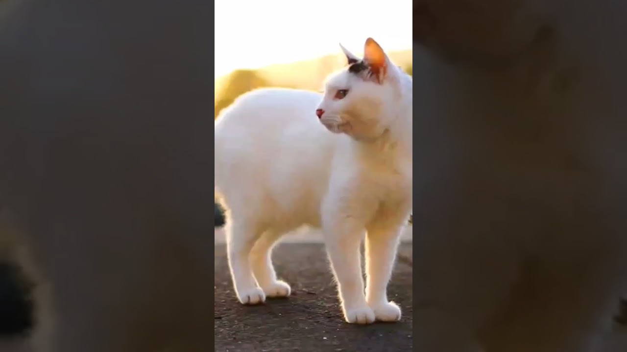 朝日が綺麗だニャン♪お散歩気持ちいいね！麗しのジャパニーズボブテイル