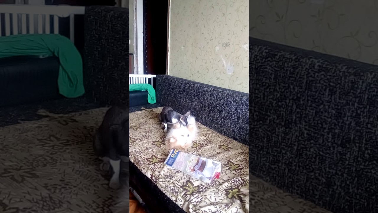 Корниш рекс Панда и померанский шпиц Ницца.