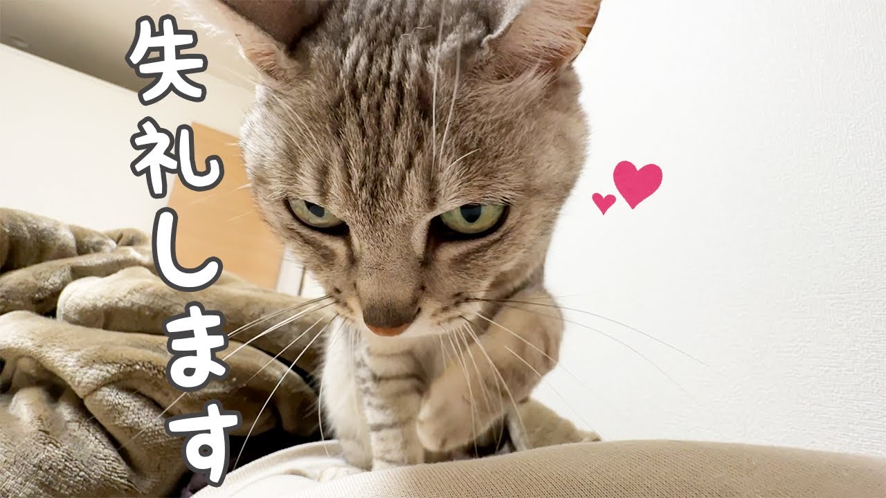 ママの上で香箱座りになって甘えまくりのツンデレ猫マロちゃん！