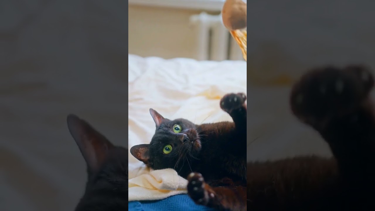 Cute playing cat #animals #animals #animal #cutepet #animallover #cat #catlover #viral #hd_video