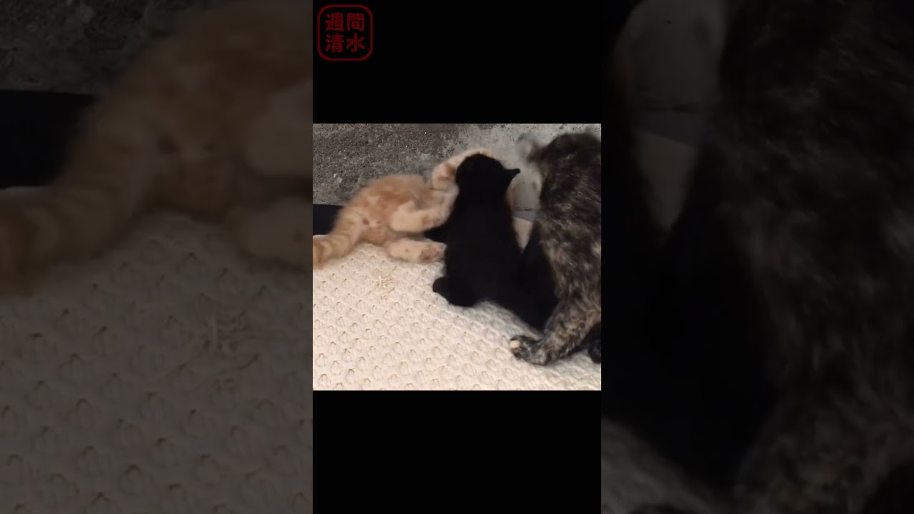 長毛 茶トラの子猫キックが可愛い。子猫のじゃれ合い。喧嘩ごっこ #shorts Cute kittens playing. 保護猫 猫キック