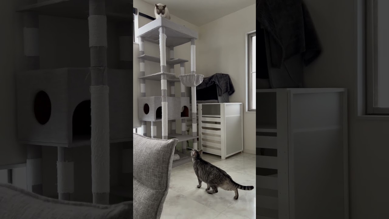 【姉猫に狙われる弟猫】#ラグドール#Ragdoll#protective cat#保護猫#shorts