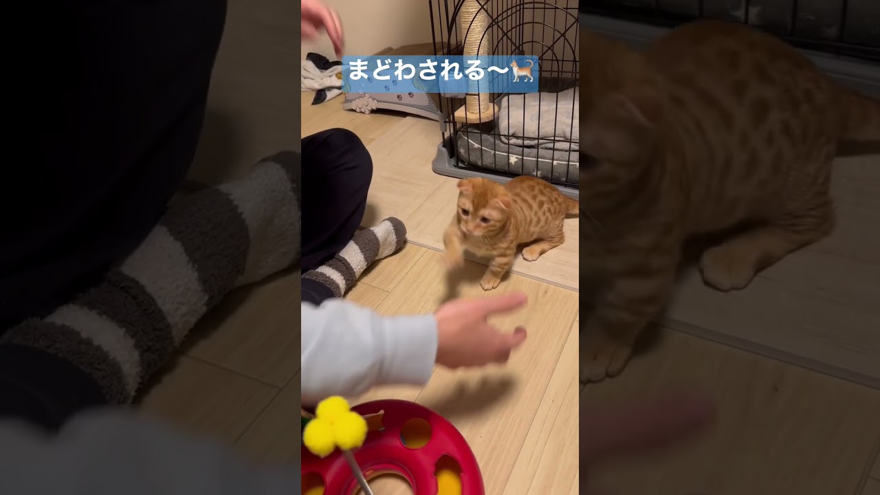 ボールが大好きなコモ🐈 #キンカロー #ボール　#子猫 #猫 #猫のいる暮らし #catlover #cat #catvideos #catlovers #고양이 #catvideo