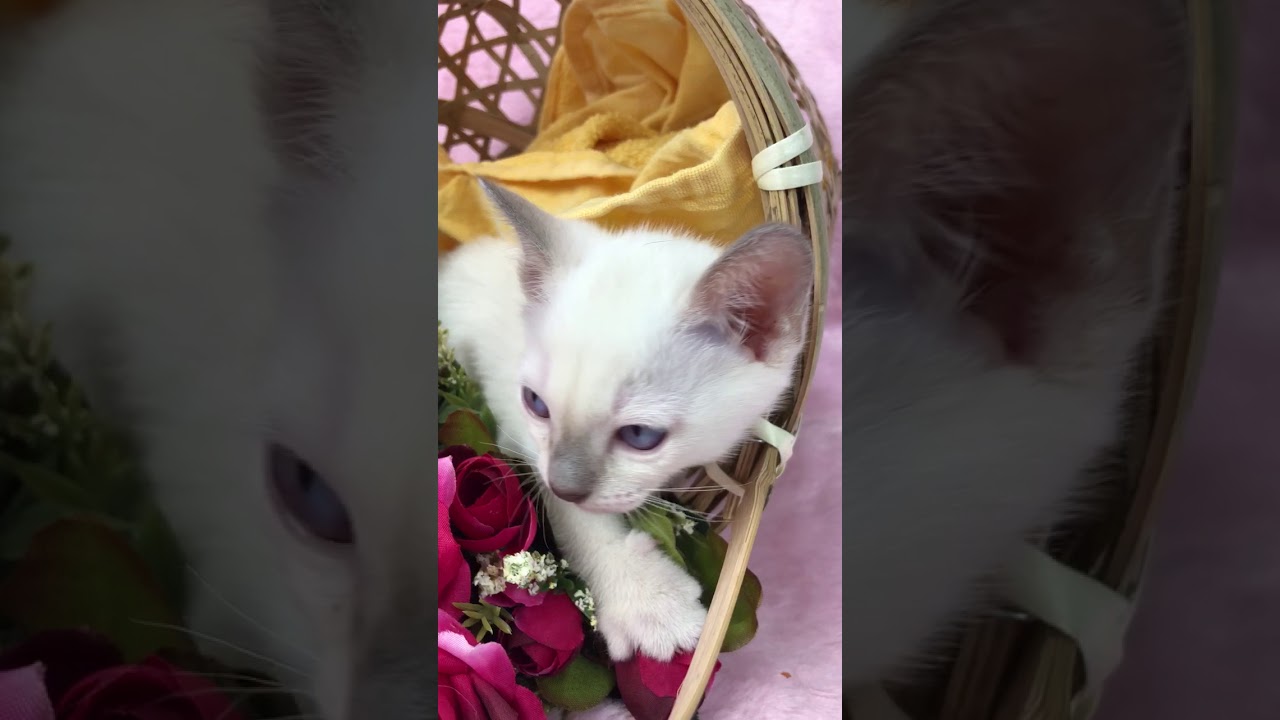 おつかなビックリのトンキニーズの男の子です。