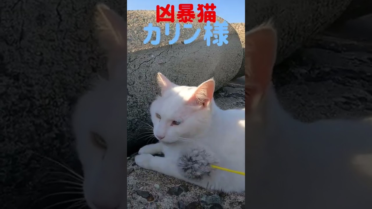 あの凶暴猫のカリン様 ボンボンじゃらしに甘え噛み‼️ Ferocious cat #shorts