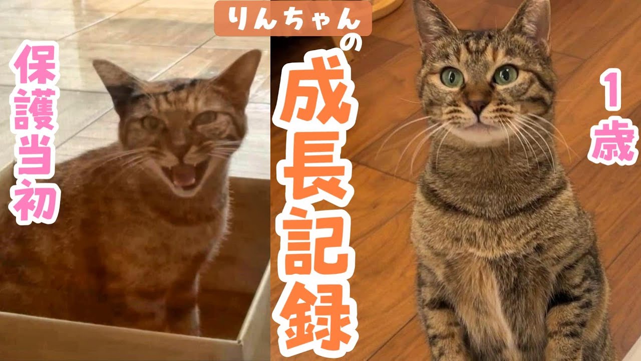 ひとりぼっちで突然現れた子猫りんちゃんが家族になるまでの成長記録