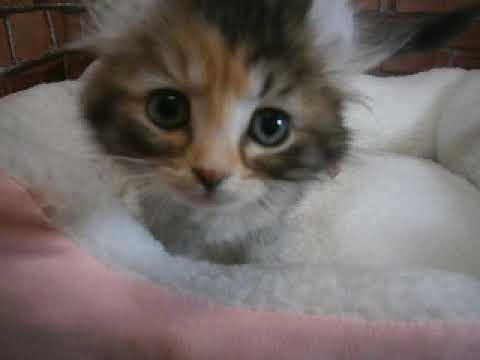 625162 アメリカンカール