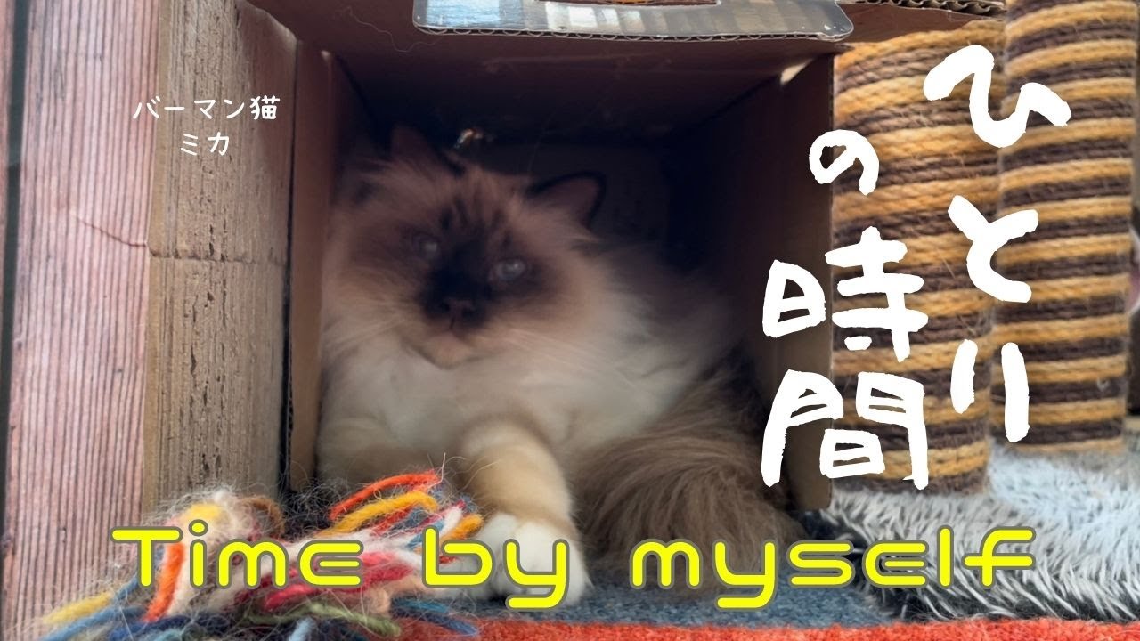 バーマン猫ミカ【ひとりの時間】Time by myself （バーマン猫）Birman/Cat