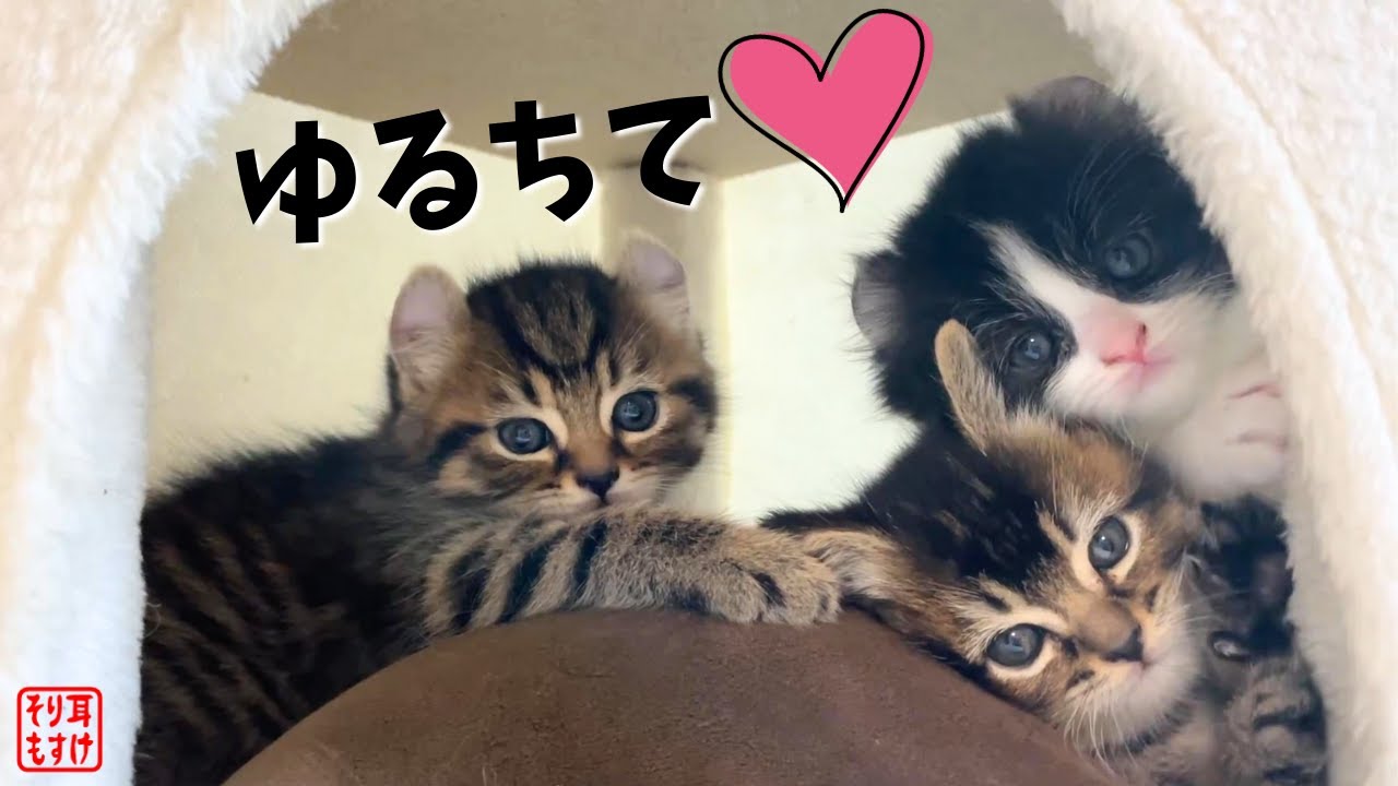 可愛くてゴメン💕イタズラする子猫を怒ろうとしたらこんな顔してた…ｗ【奇跡のイクメン猫】