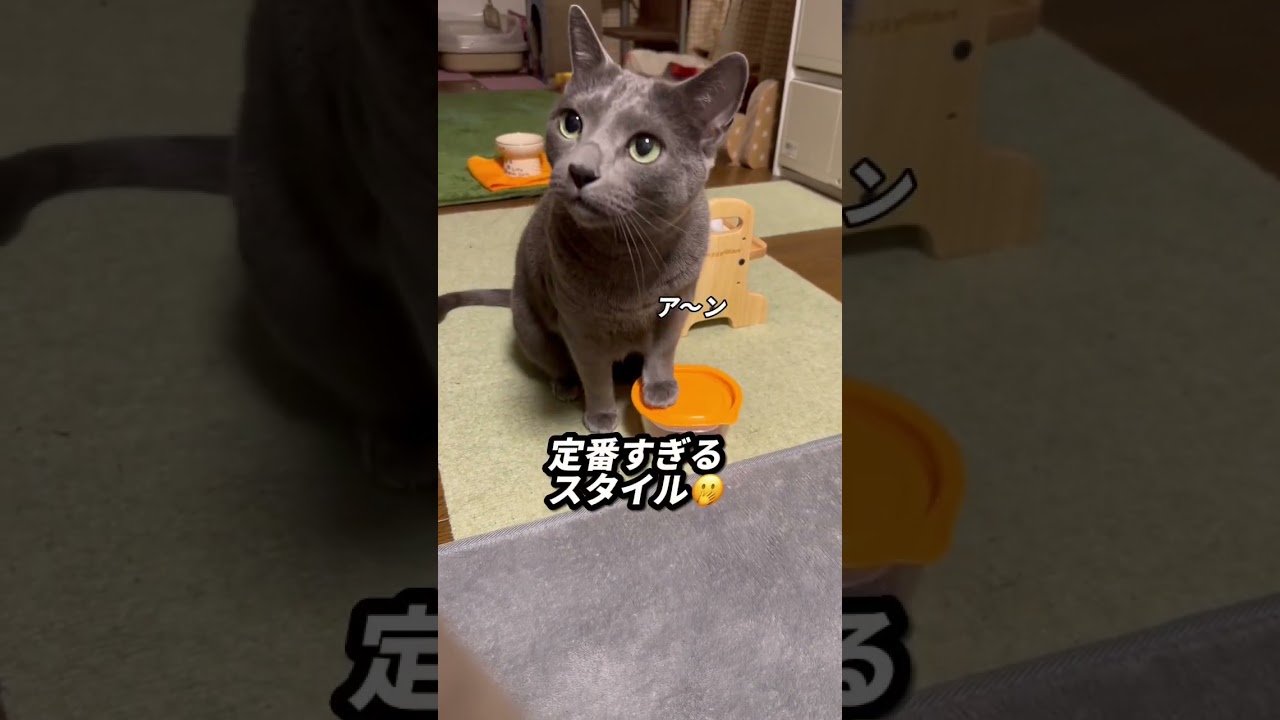 【ロシアンブルー】めろん、朝起きたらお腹の上に乗ってました😳【猫】#shorts