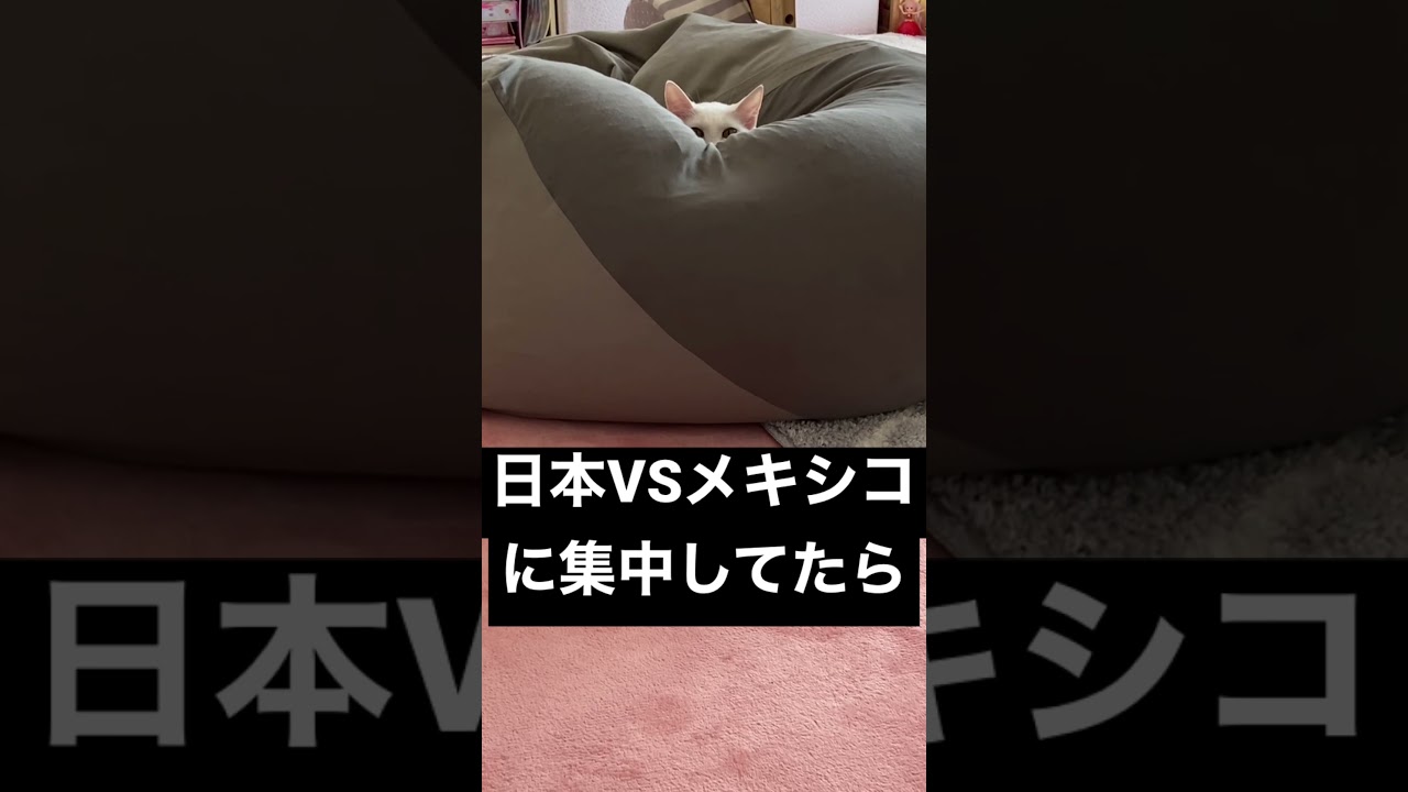 【WBC】日本逆転勝利の裏で【猫いじける】#shorts #猫 #日本勝利 #wbc #侍ジャパン