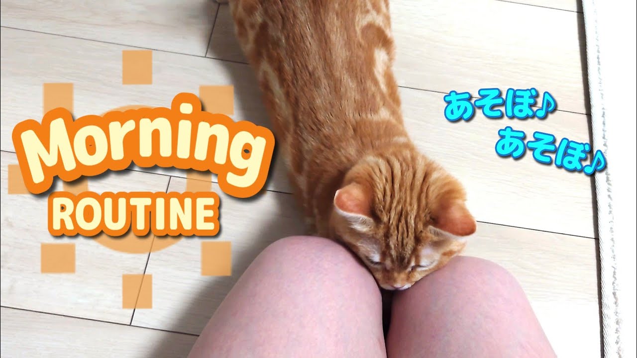 てんかん子猫のルーティンが可愛すぎた…笑