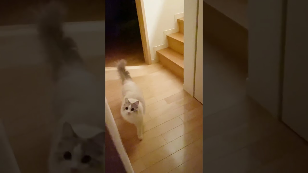 真夜中になると凶暴になる猫#ラグドール #猫 #凶暴猫