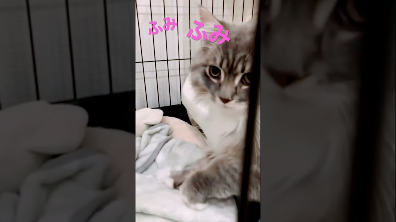 ついフミフミしちゃうモフ猫#shorts #ねこ動画 #サイベリアン #cat