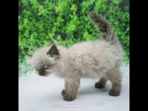 ヒマラヤン（シールポイント）の男の子（2019/11/30生まれ）