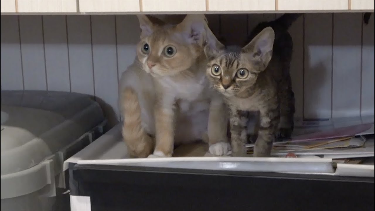 新しい椅子に興味津々のデボン兄弟です(Devon Rex brothers interested in a new chair)