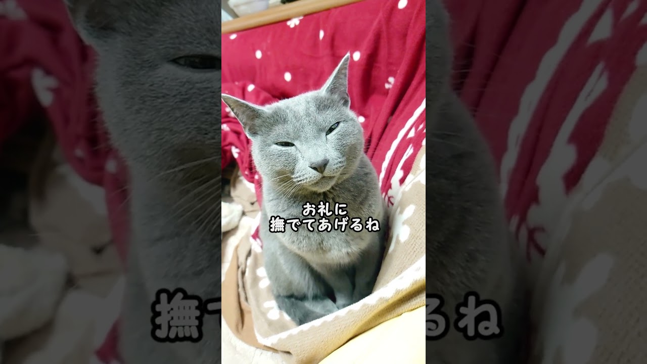 【猫動画】豹変するロシアンブルー【russianbule】#short　Russian blue that suddenly changes