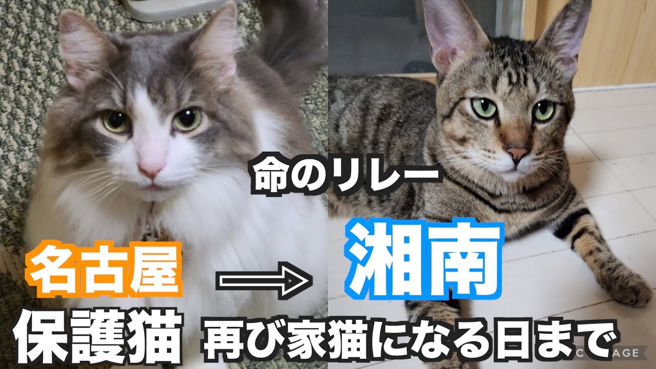 【ノルウェージャンの保護猫】ノルウェージャンフォレストキャット　保護猫が家猫になるまで。