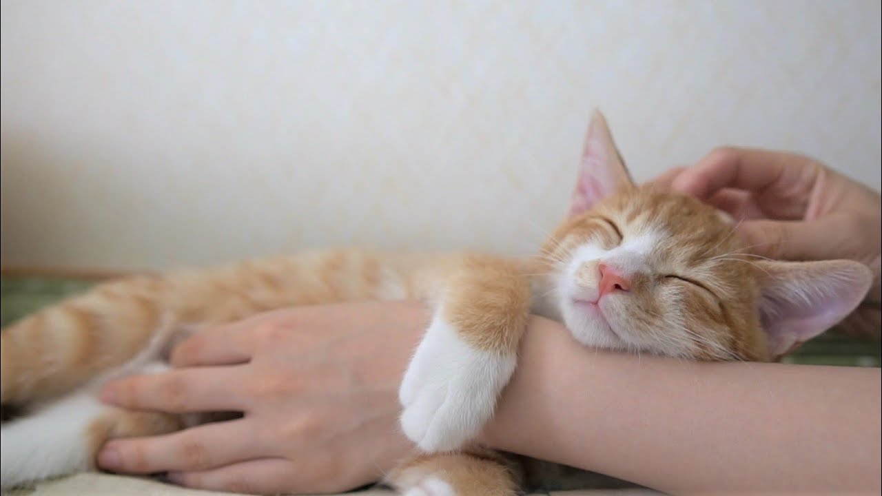 おしゃべりな子猫にマッサージをするとこうなります【ご機嫌編】【保護子猫】