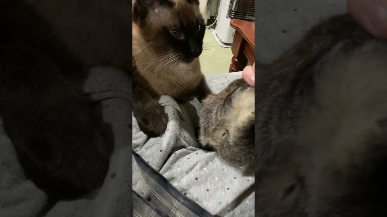 しっぽは辞めてあげましょう。　猫　cat