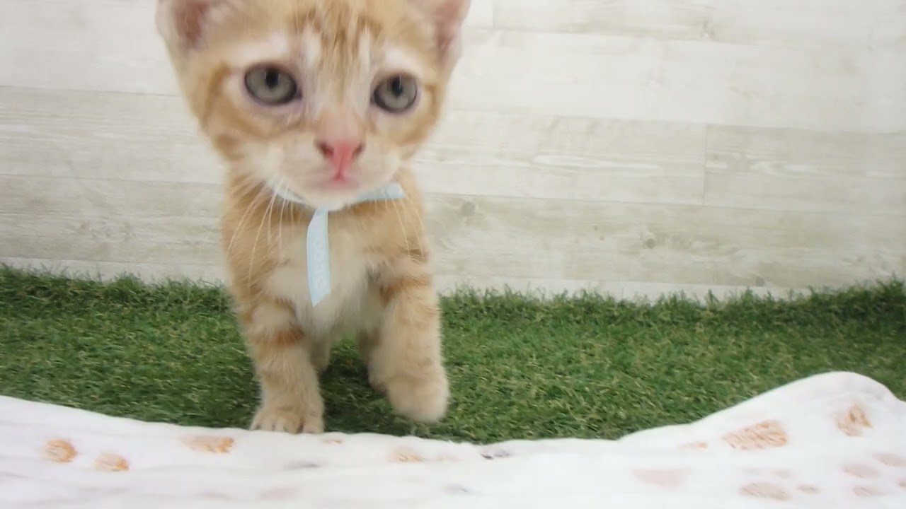 00622408 アメリカンショートヘアー