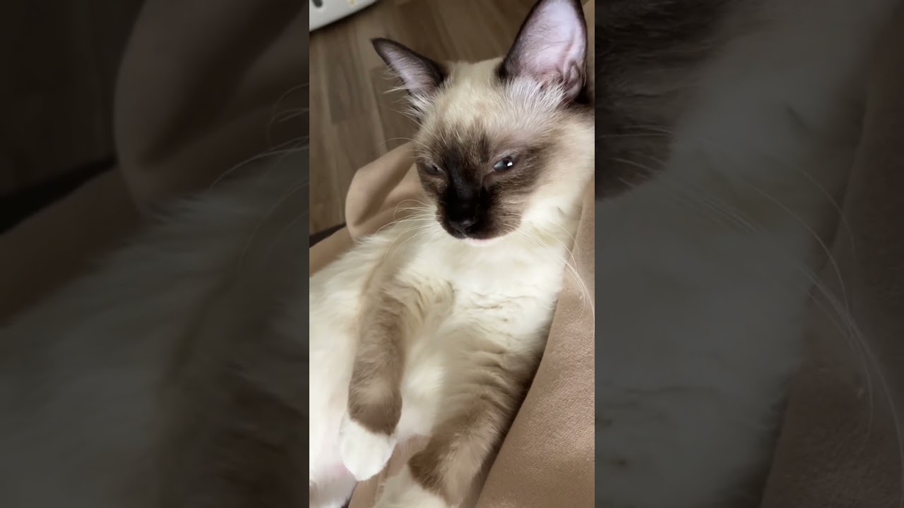 眠過ぎて目が閉じそうなラグドールの子猫のとこちゃん #ragdoll #shorts #ラグドール #ショート