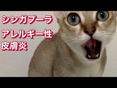アレルギー性皮膚炎　シンガプーラ　１歳5ヶ月