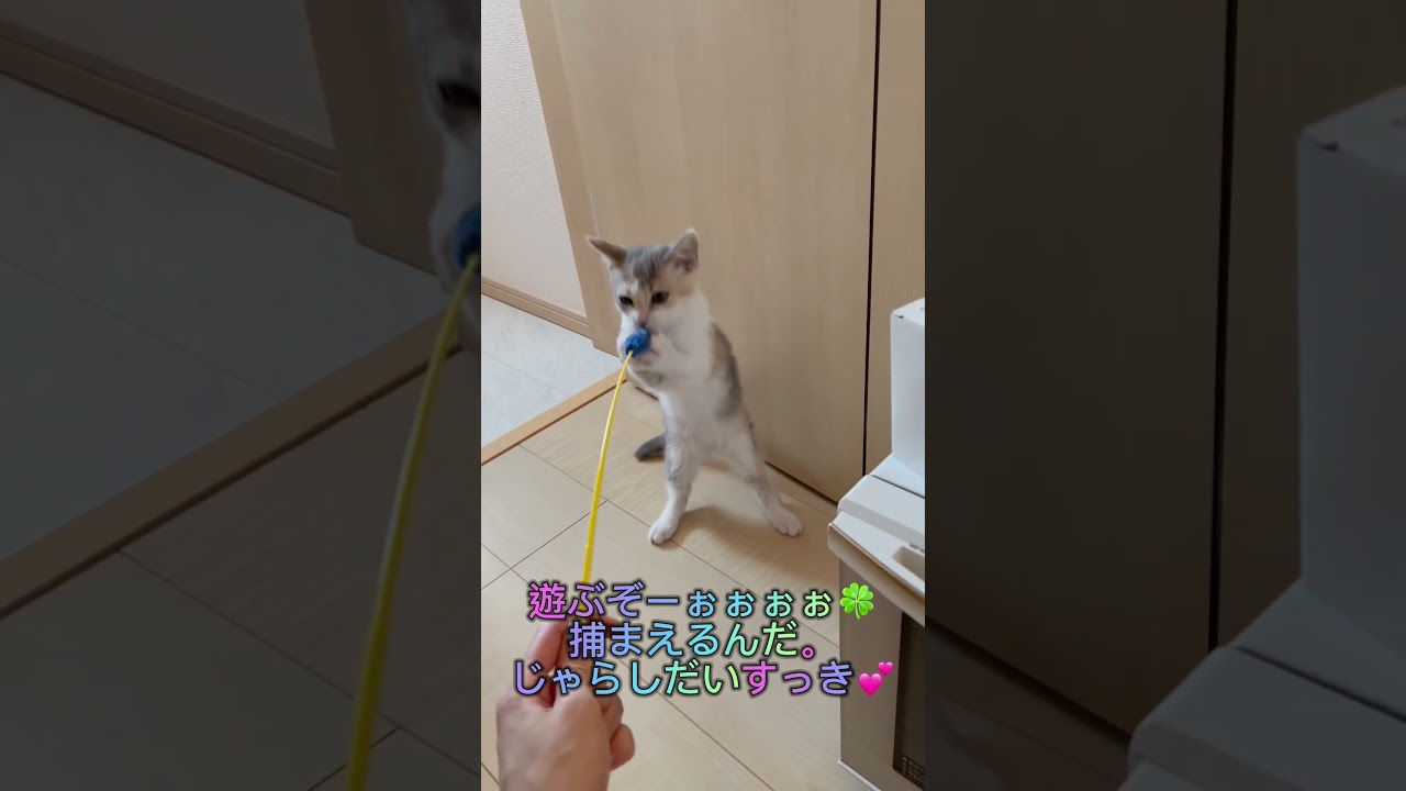 可愛い巻き毛のスクーカムちゃん💕 【お問合せ詳細は説明欄に記載あります】 #ブリーダー直販 #ラパーマ #猫 #マンチカン #ミヌエット #子猫 #猫のいる暮らし #子猫販売 #スクーカム