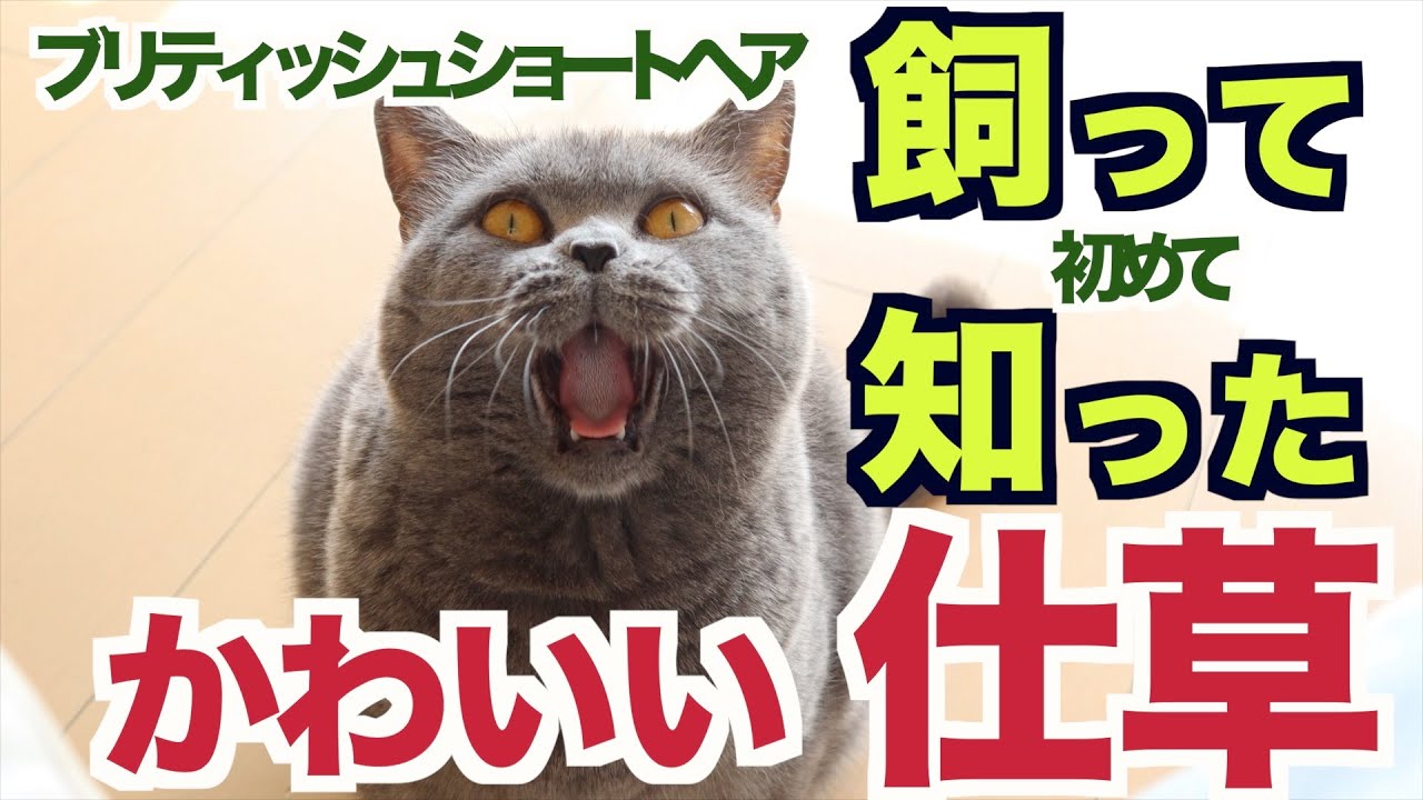 【ブリティッシュショートヘア】飼って初めて知った！かわいい仕草大公開！〜これっ理由なんて必要ありません！笑〜