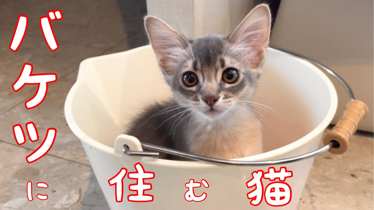 【癒し閲覧注意】困っちゃう…バケツが大好きなんだよ❣️【ソマリ】