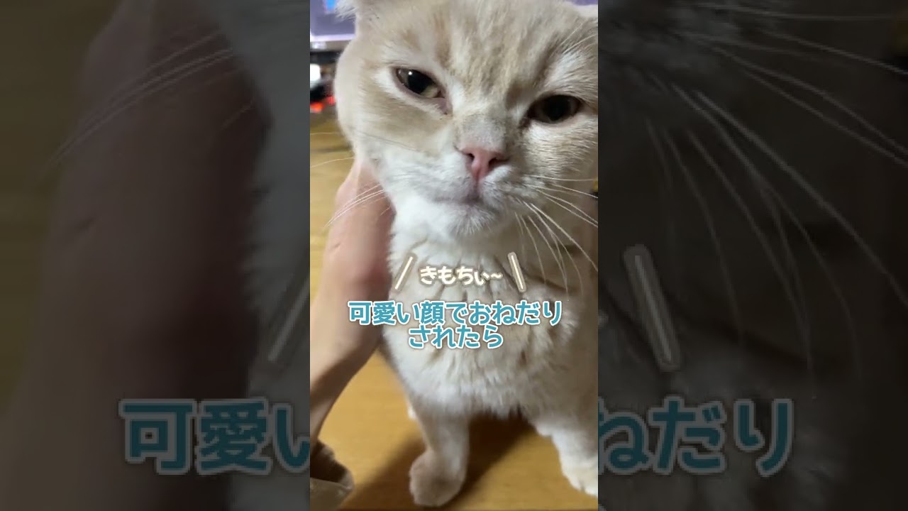 我が家の子猫にネコハラを受けてます…【スコティッシュフォールド】#shorts #かわいい #子猫
