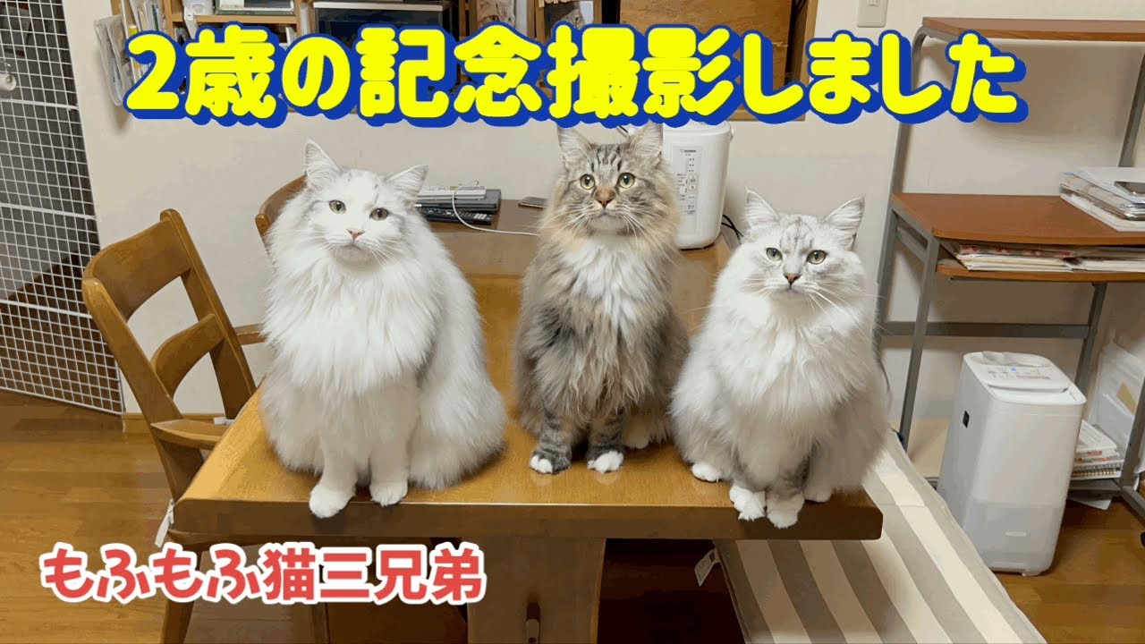 2歳の誕生日に記念撮影！上手に集合出来ました。ラガマフィン猫三兄弟