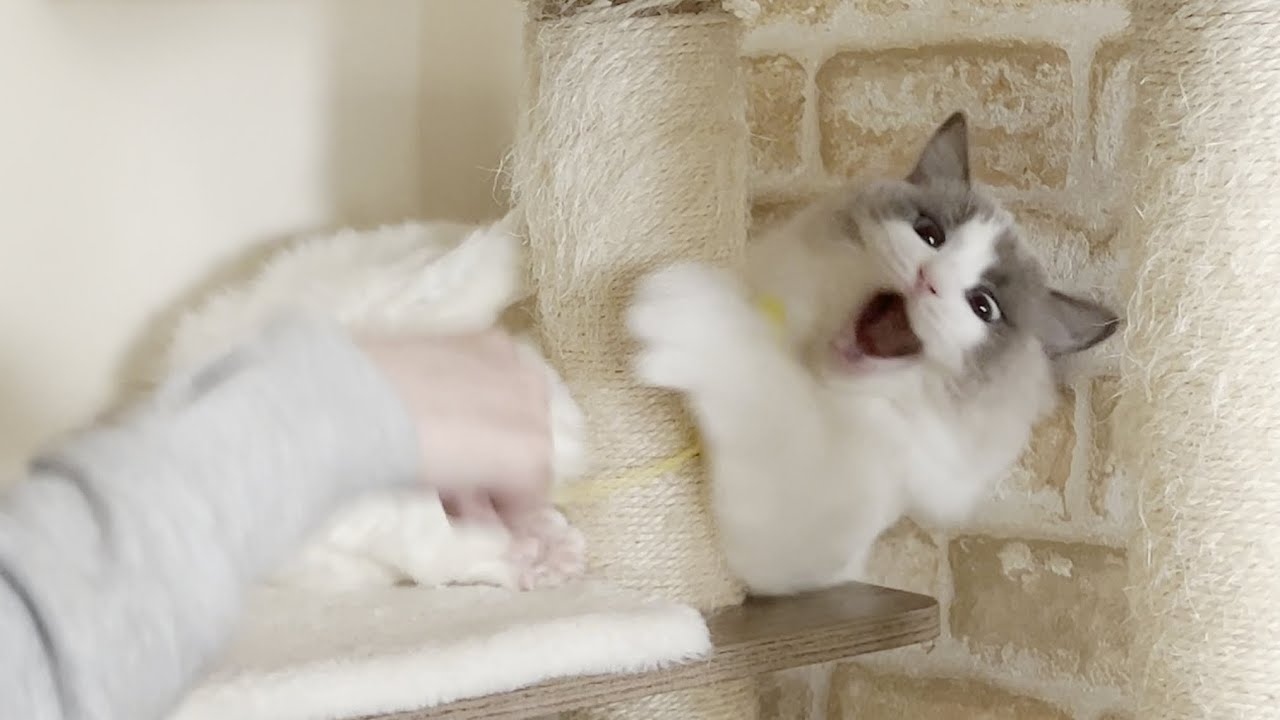 花粉症でくしゃみが止まらない飼い主にブチギレしてくるラグドール猫が怖すぎたw