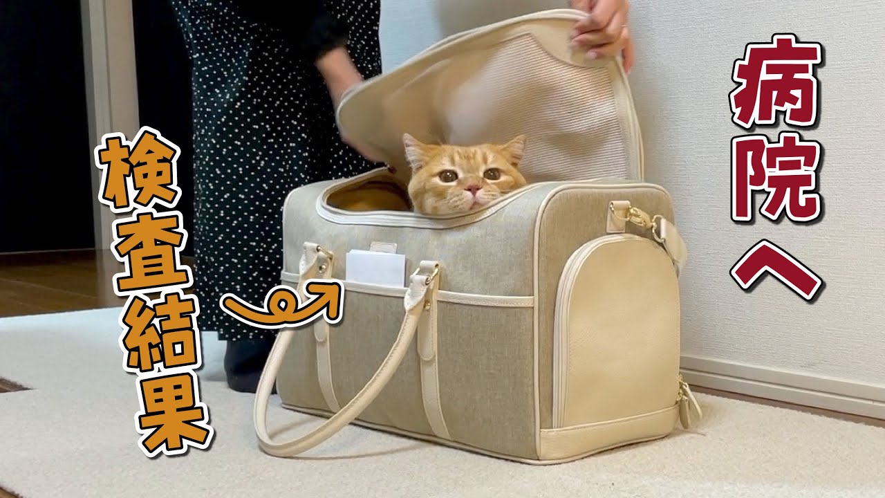 プリンが定期検診を頑張ったので結果をお伝えします