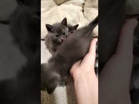 Gatitos Korat