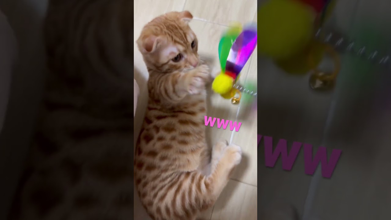 まだ寝起きかなぁ〜🐅 #キンカロー #猫 #子猫 #猫のいる暮らし #cat #catlover #catvideos #고양이 #catlovers #catvideo