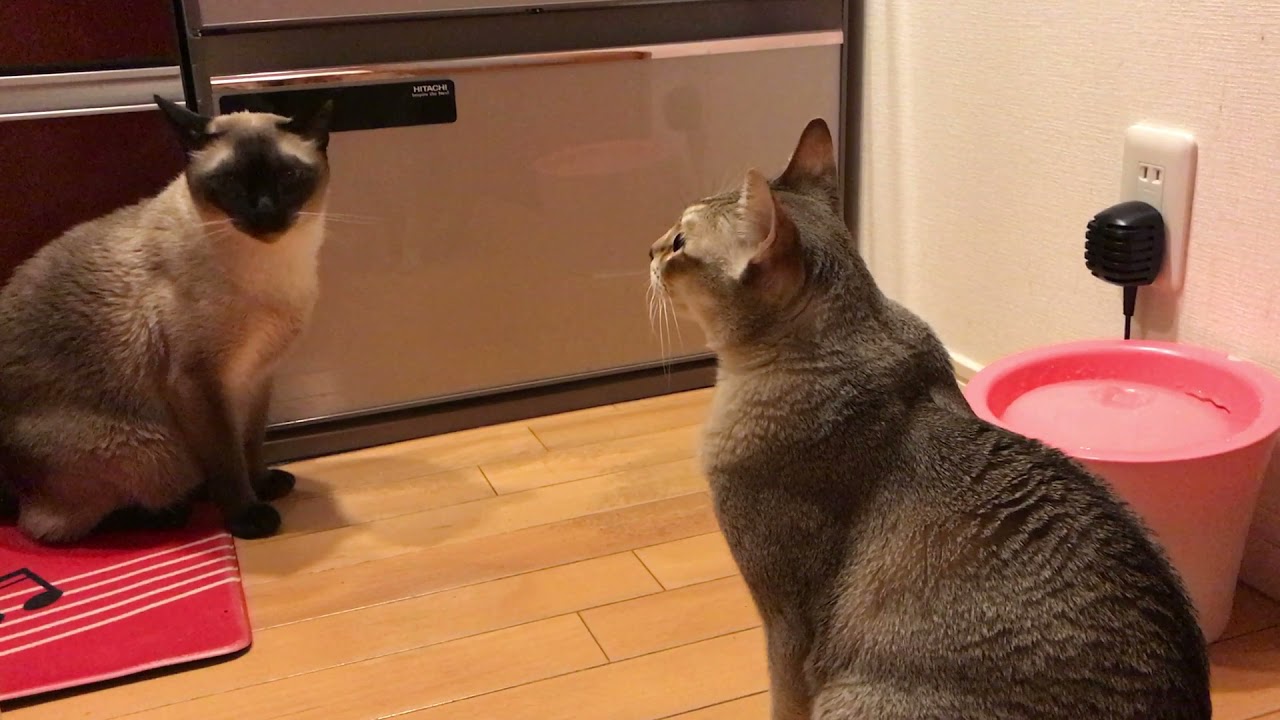 ご飯待ちしているトンキニーズとシンガプーラなのにゃ♪