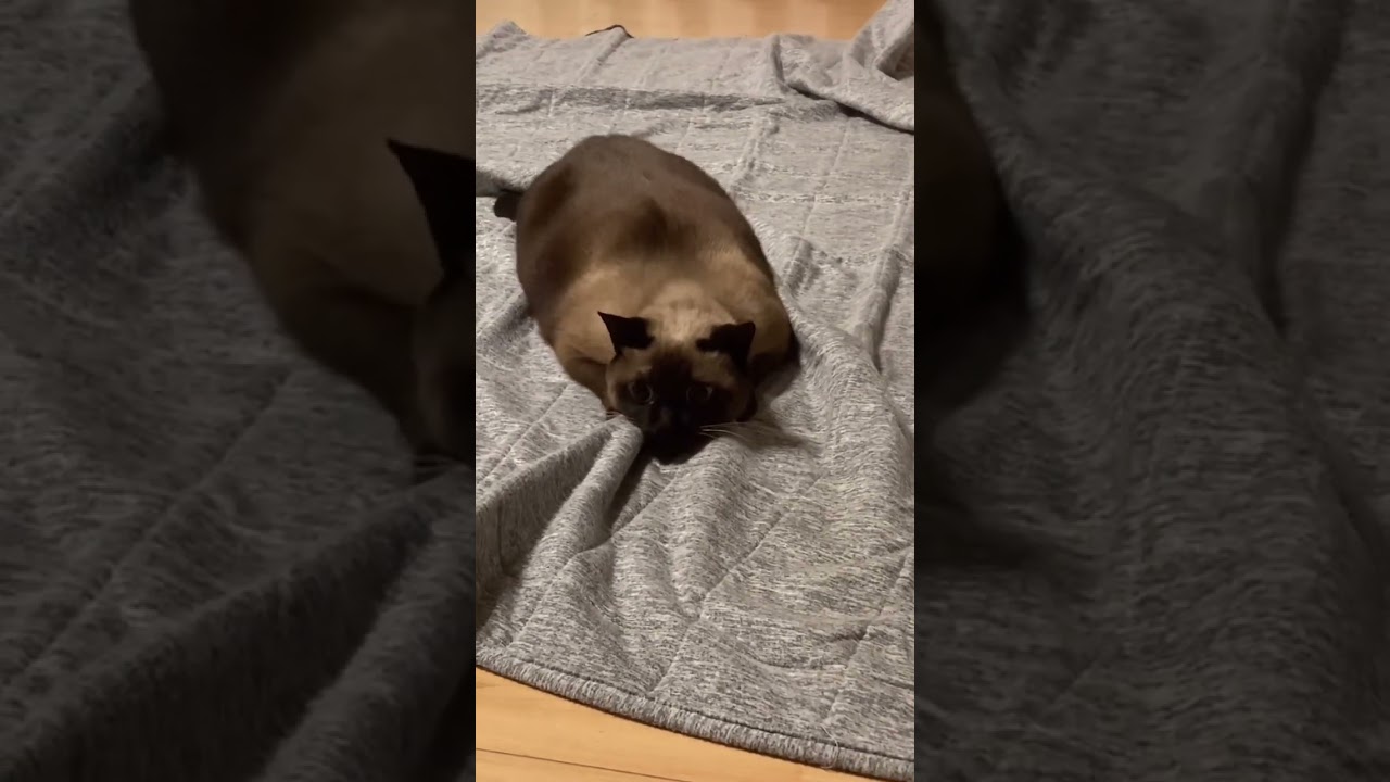 モジモジするシャム猫