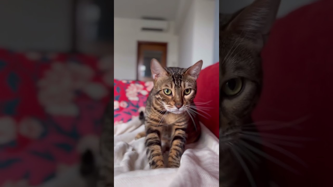 ふみふみするご機嫌な猫【ベンガル猫】