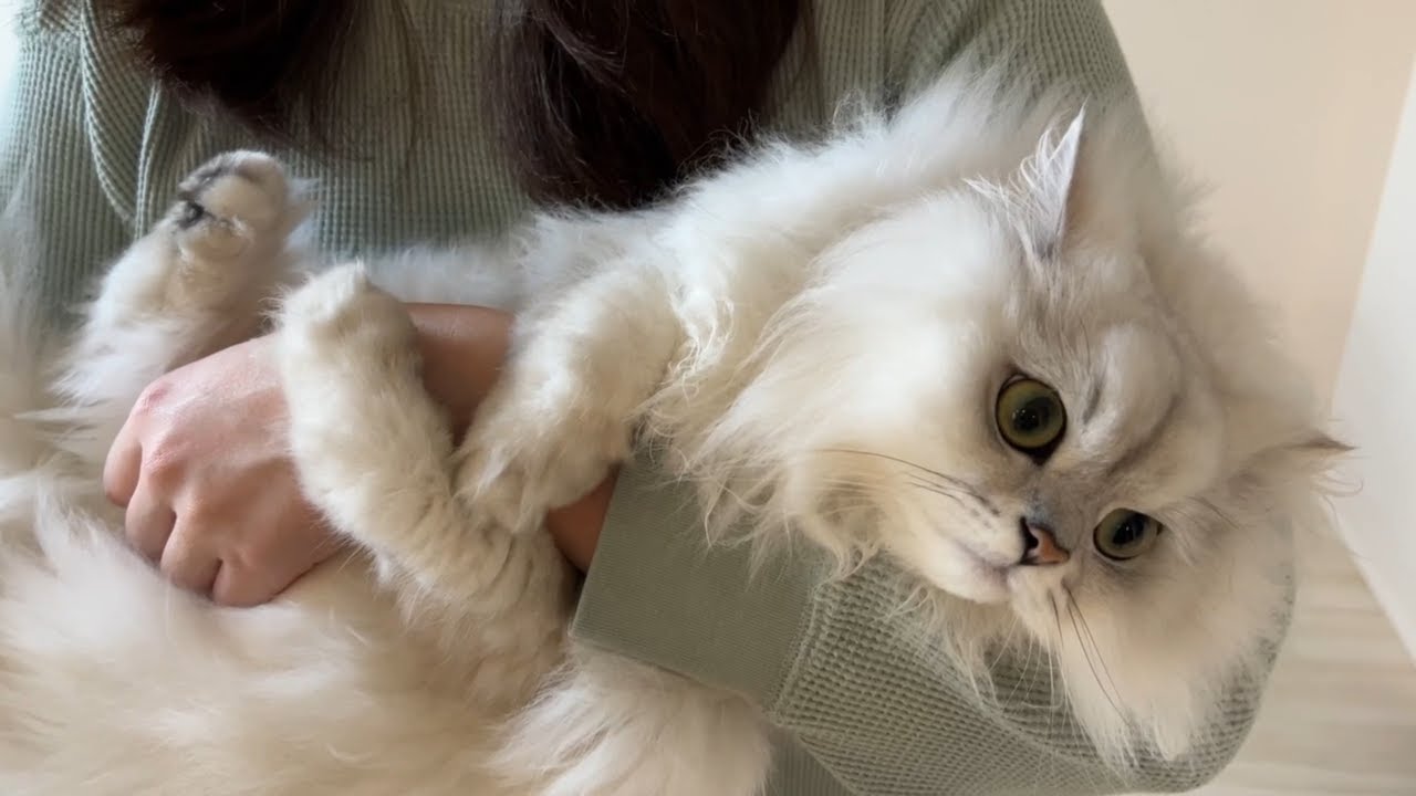窓拭き職人にビビって飼い主から離れなくなっちゃった猫