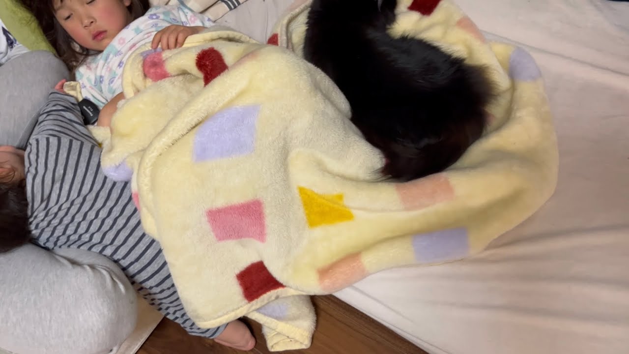 熱がある時は寄り添い回復するまで遊びを我慢する猫　ラガマフィン　A cat snuggling up to a child when he has a fever