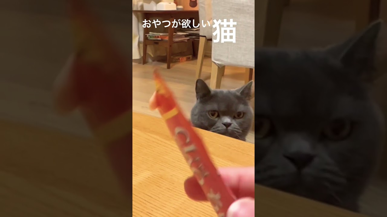 チュールがほしい猫🐱 #shorts #猫 #ブリショー #ブリティッシュショートヘア