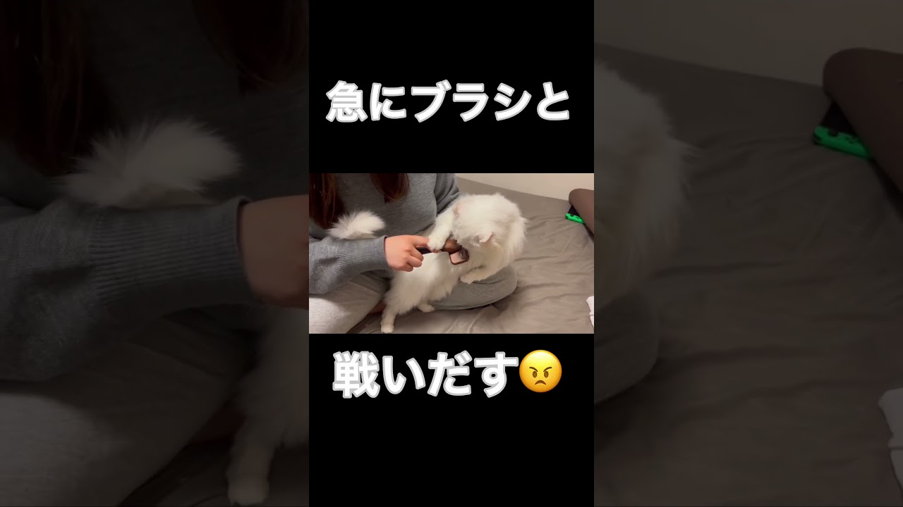 ブラシと戦う猫#short #shorts #アメリカンカール #猫#戦い