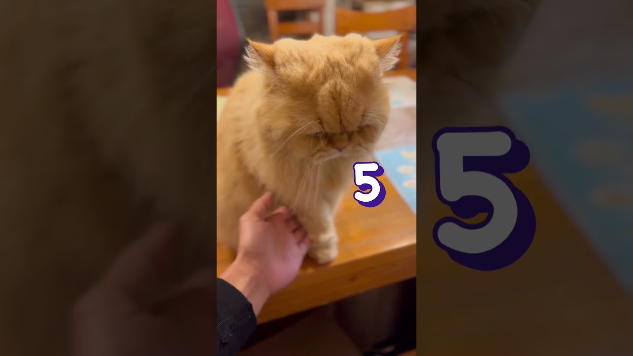 【ペルシャ猫】おておかわりチャレンジ #shorts #cat #猫