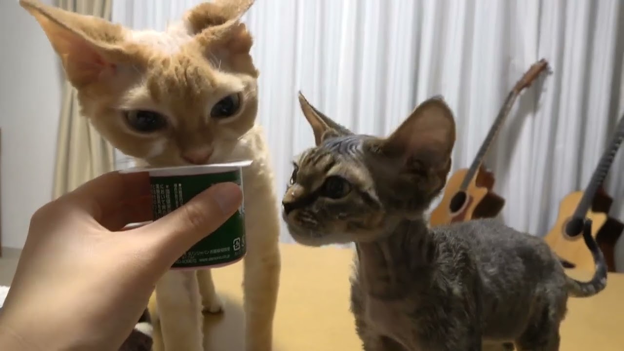 ヨーグルトが大好きなデボンレックス兄弟です(Devon Rex brothers love yogurts)