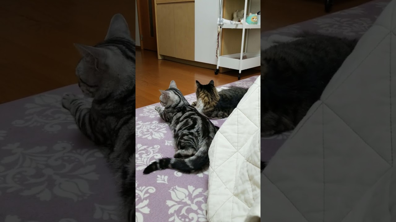 おっ！なにか来たぞ#アメリカンショートヘア #保護猫 #shorts